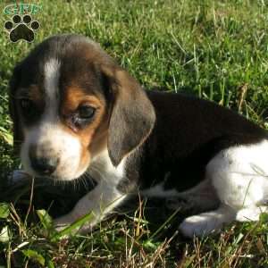 Leslie, Beagle Mix Puppy